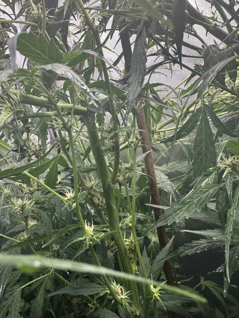 GSC#3 — flower, day 71