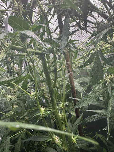 GSC#3 — flower, day 71