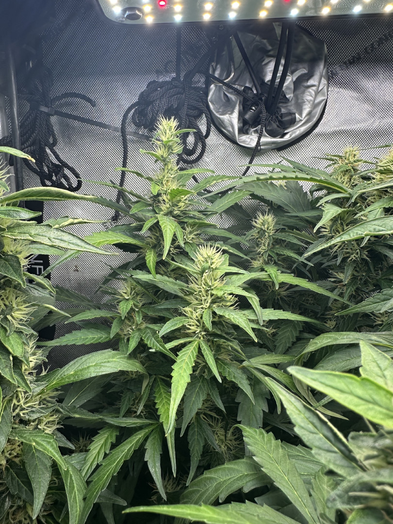 GSC#3 — flower, day 90
