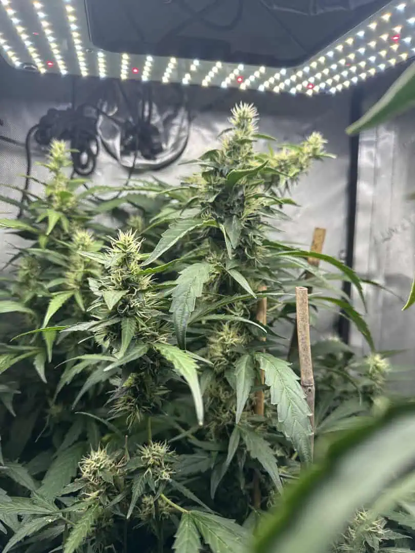 GSC#3 — flower, day 90