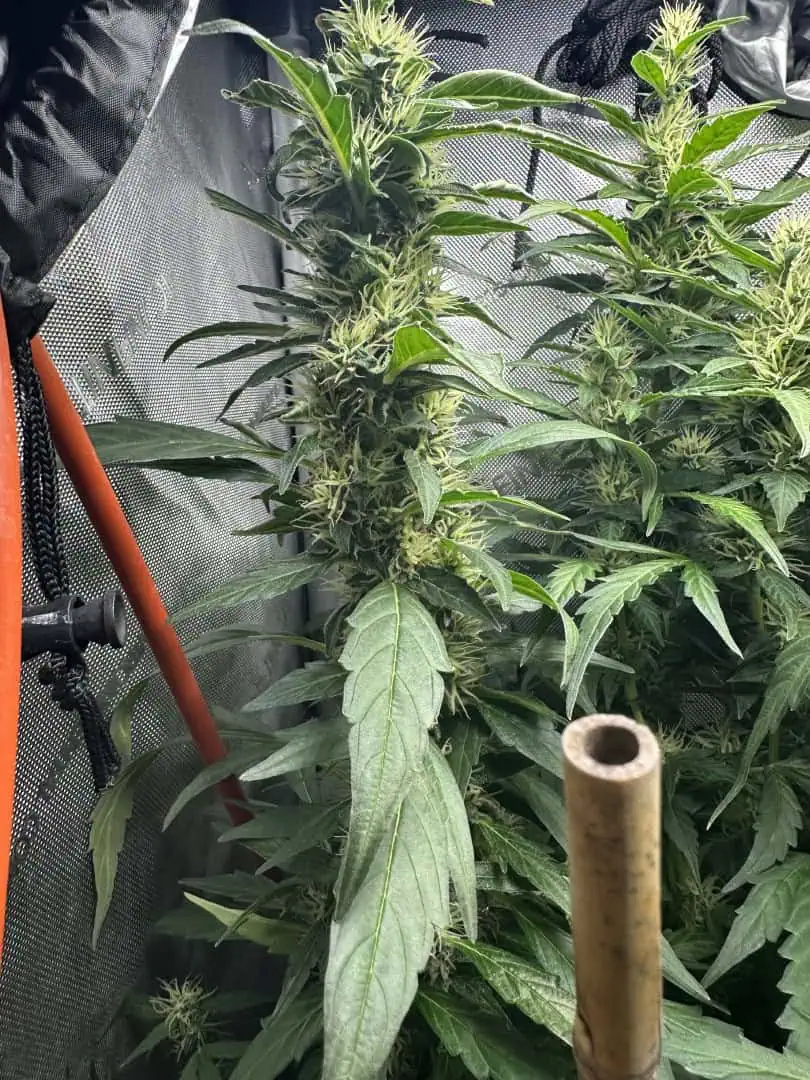 GSC#3 — flower, day 90