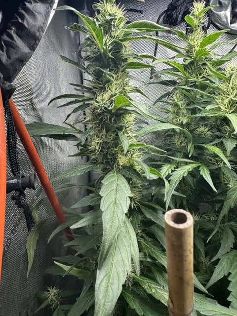 GSC#3 — flower, day 90