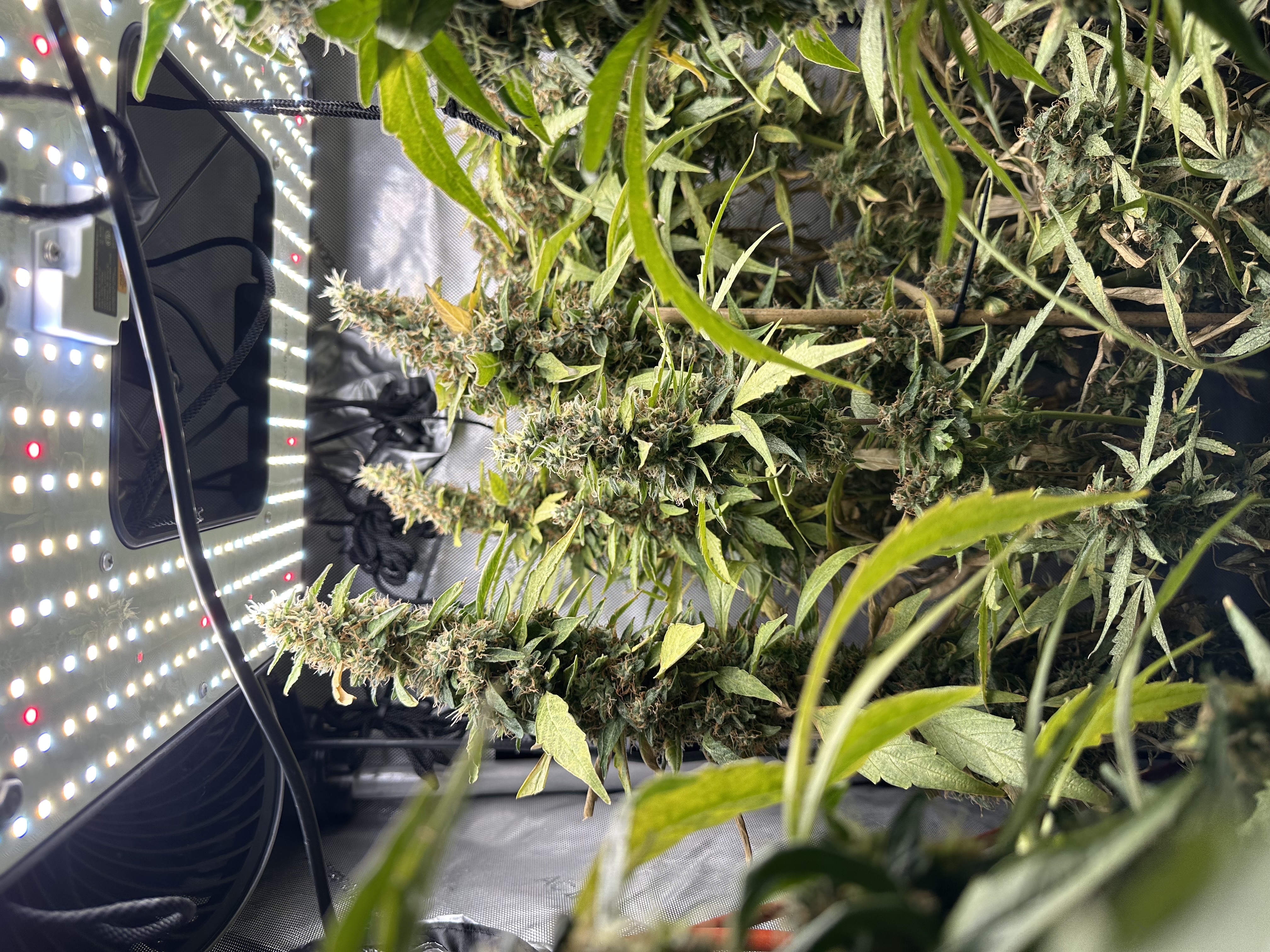 GSC#3 — flower, day 114