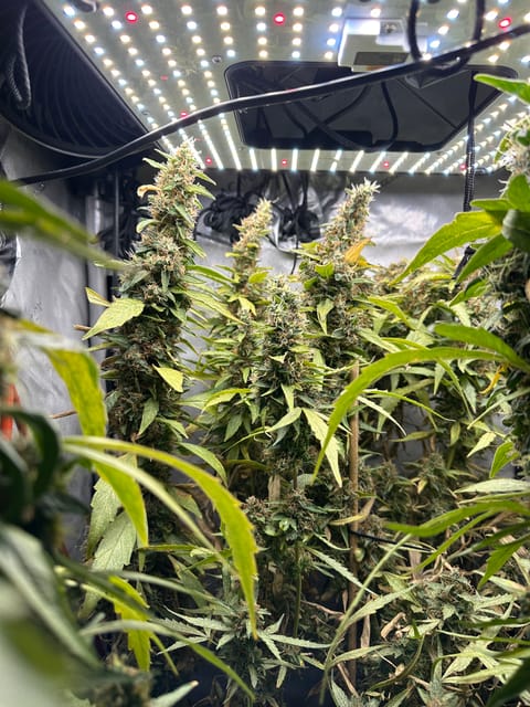 GSC#3 — flower, day 114