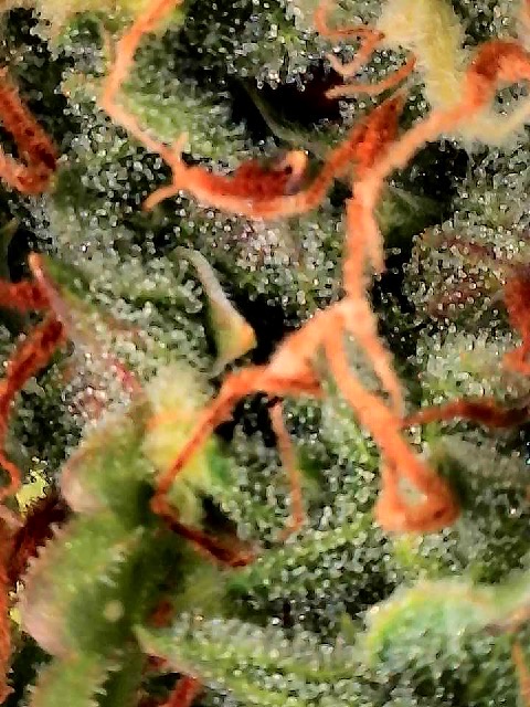 GSC#3 — flower, day 114