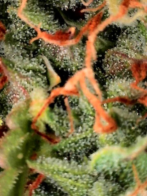 GSC#3 — flower, day 114