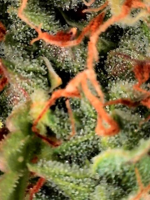 GSC#3 — flower, day 114
