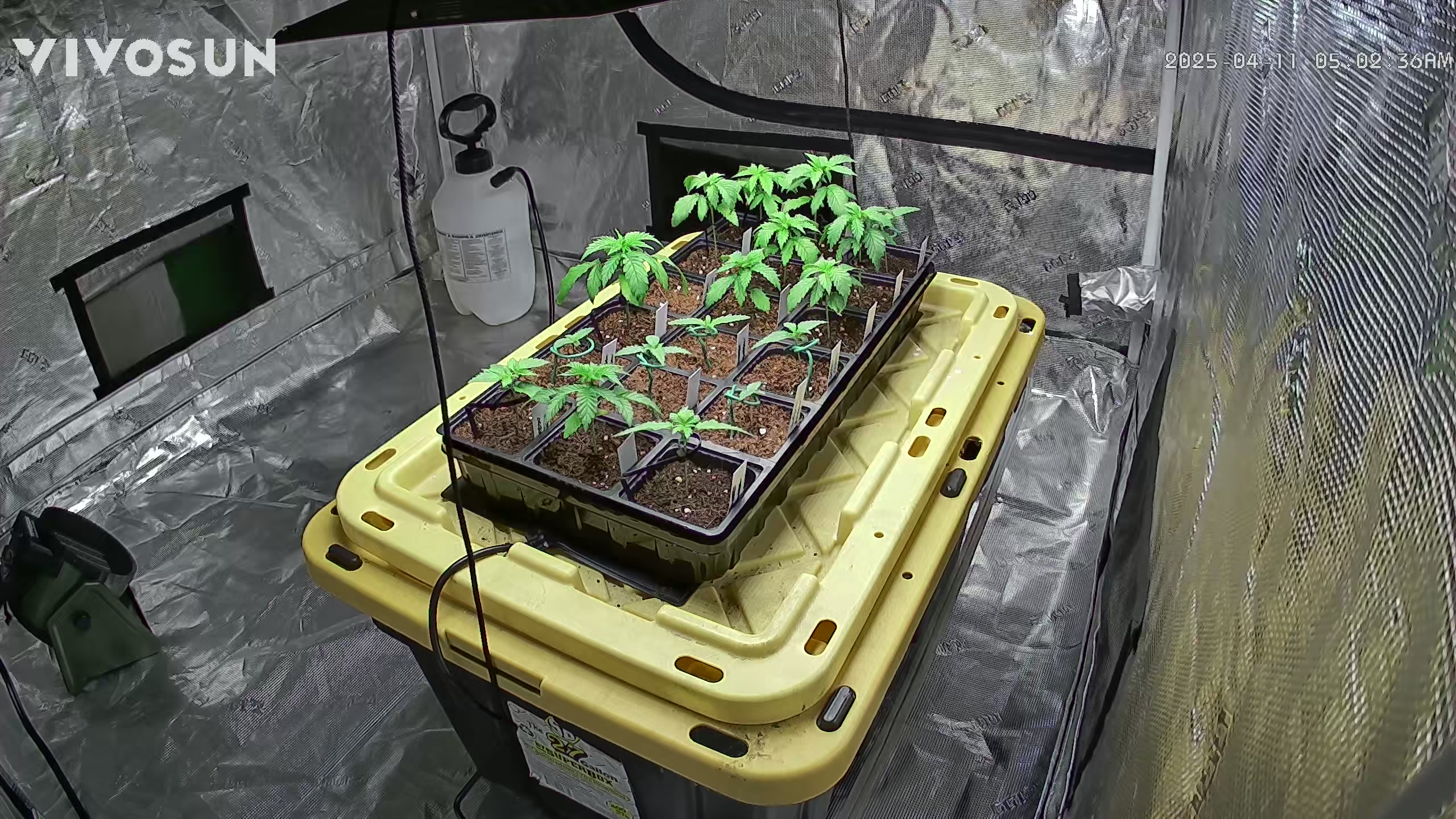 outdoor start/indoor 2025 — vegetative, day 24