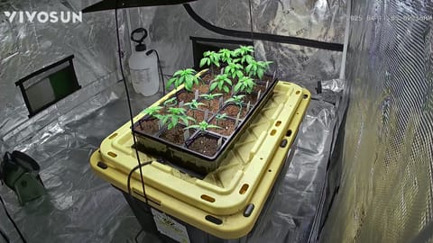 outdoor start/indoor 2025 — vegetative, day 24
