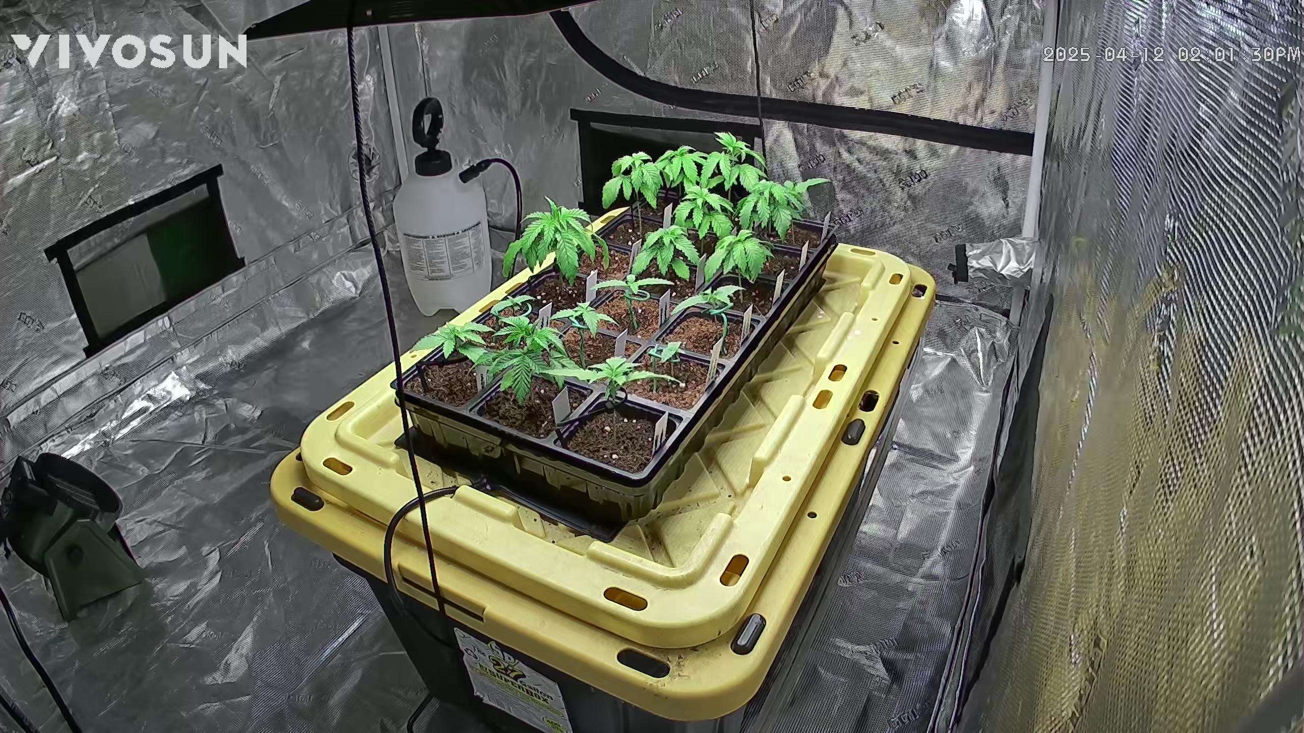 outdoor start/indoor 2025 — vegetative, day 26