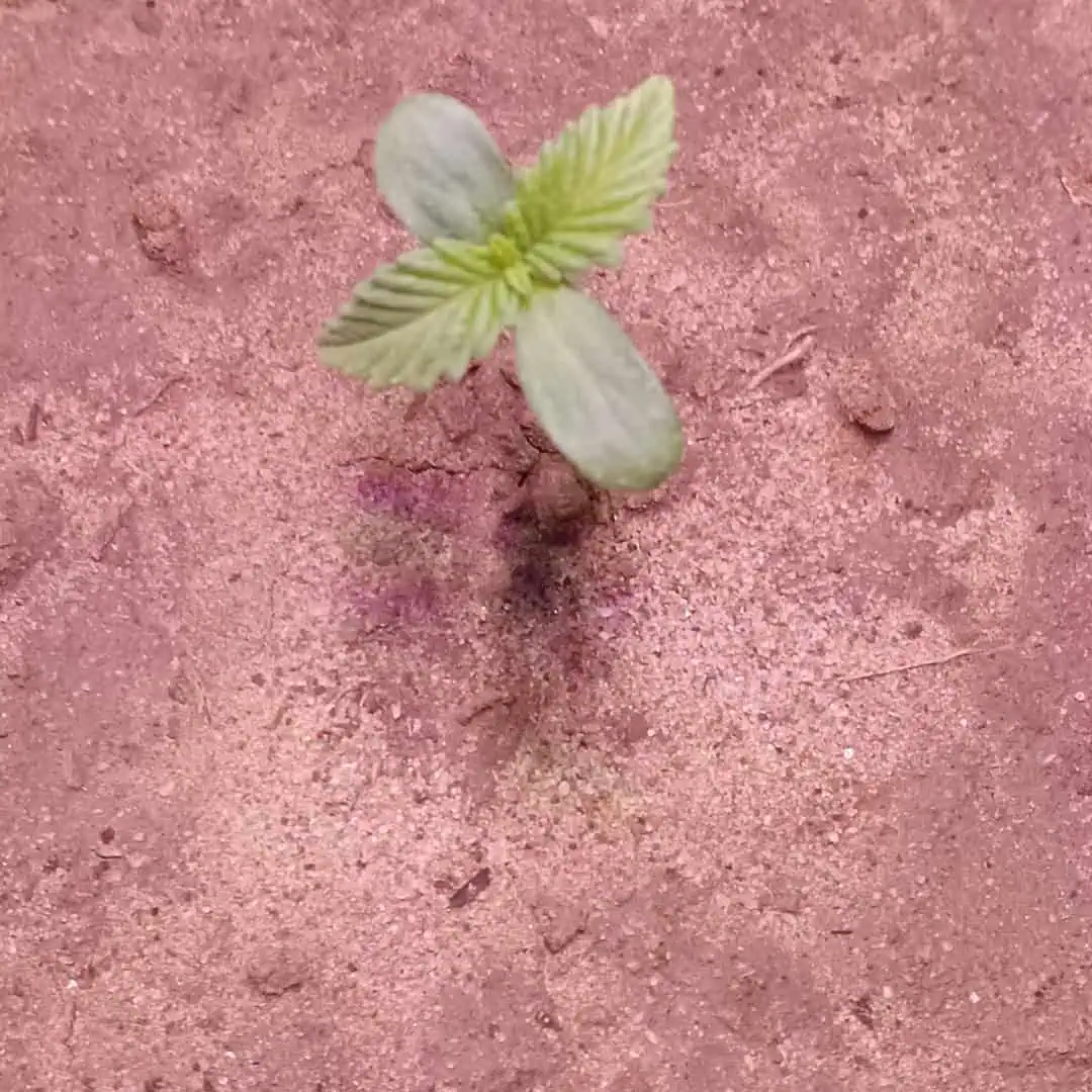 Disco Inferno (Photo) Blue Dream (Auto) Mile High Glue (photo)