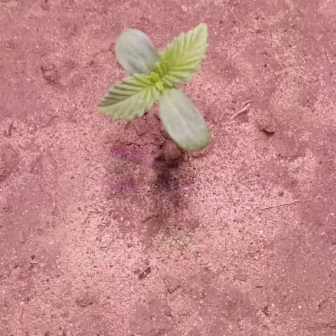Disco Inferno (Photo) Blue Dream (Auto) Mile High Glue (photo) — seedling_rooting, day 1