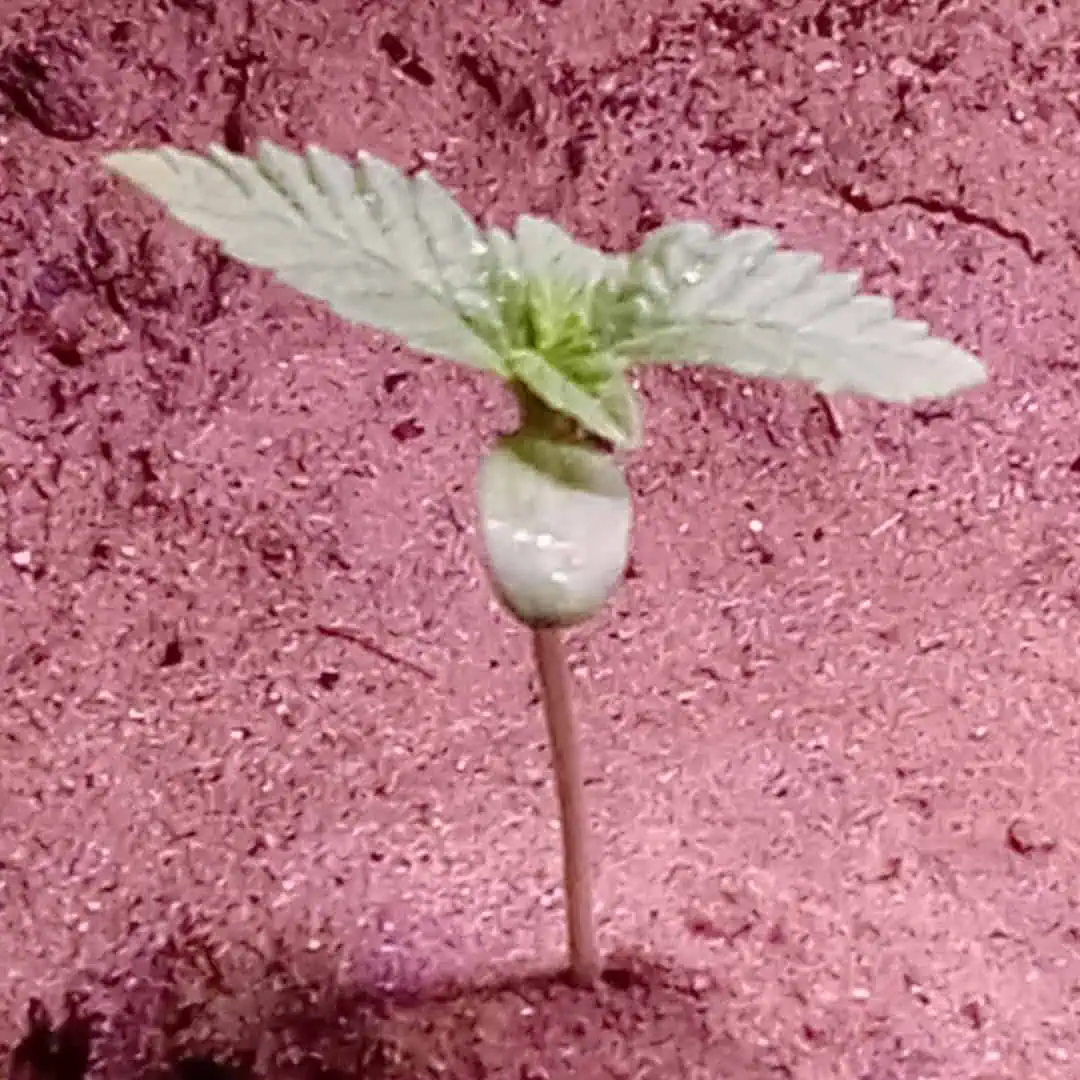Disco Inferno (Photo) Blue Dream (Auto) Mile High Glue (photo) — seedling_rooting, day 5