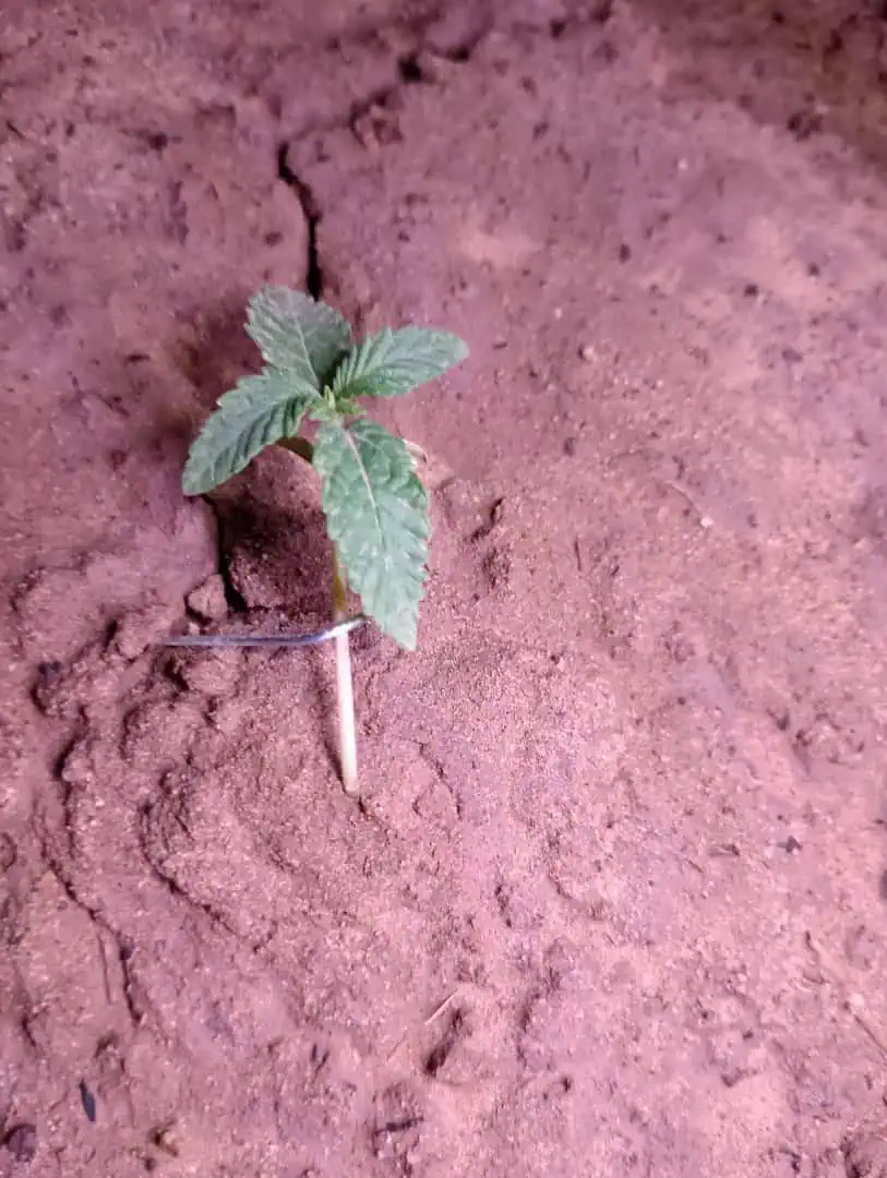Disco Inferno (Photo) Blue Dream (Auto) Mile High Glue (photo) — seedling_rooting, day 8