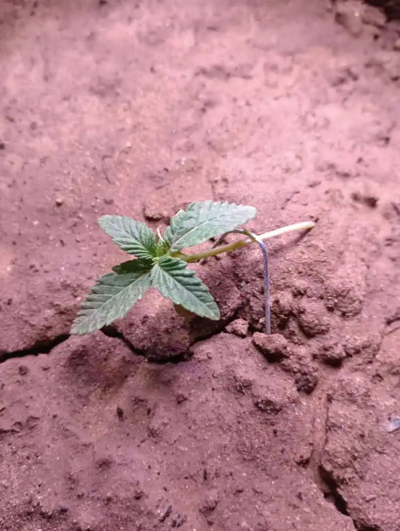 Disco Inferno (Photo) Blue Dream (Auto) Mile High Glue (photo) — seedling_rooting, day 8