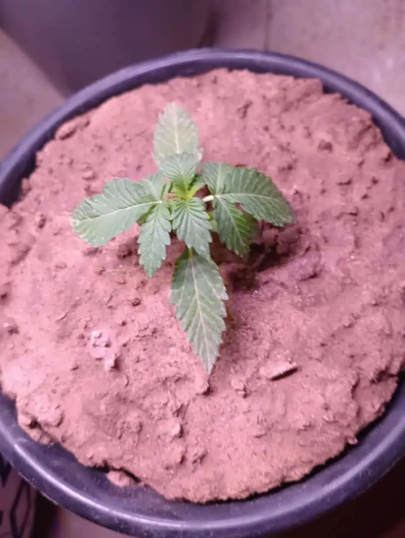 Disco Inferno (Photo) Blue Dream (Auto) Mile High Glue (photo) — seedling_rooting, day 8