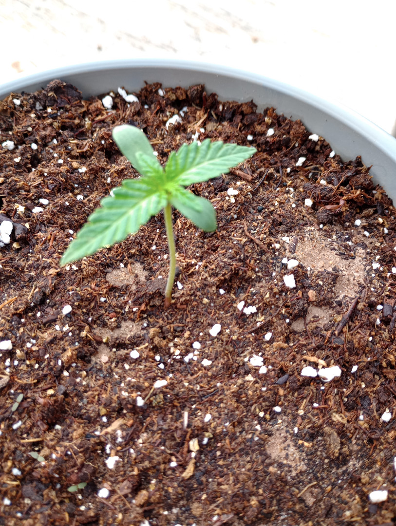 Disco Inferno (Photo) Blue Dream (Auto) Mile High Glue (photo) — seedling_rooting, day 9