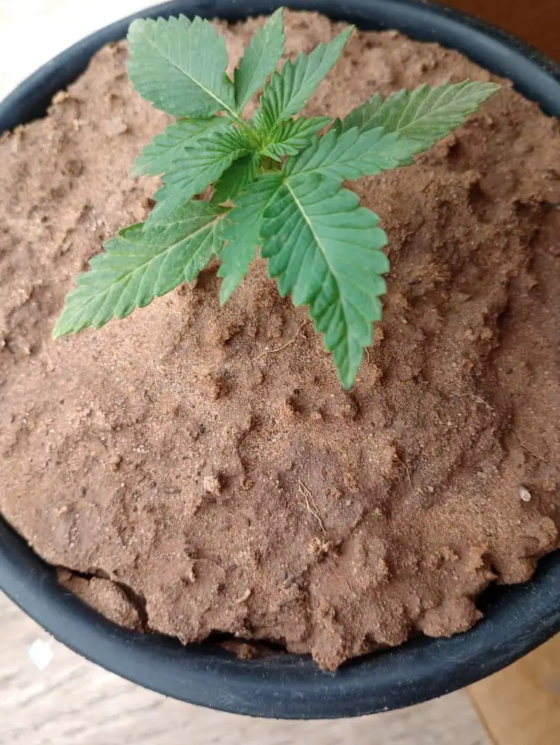 Disco Inferno (Photo) Blue Dream (Auto) Mile High Glue (photo) — seedling_rooting, day 9