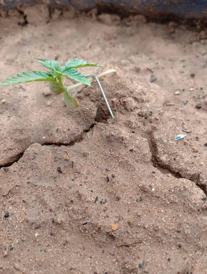 Disco Inferno (Photo) Blue Dream (Auto) Mile High Glue (photo) — seedling_rooting, day 9