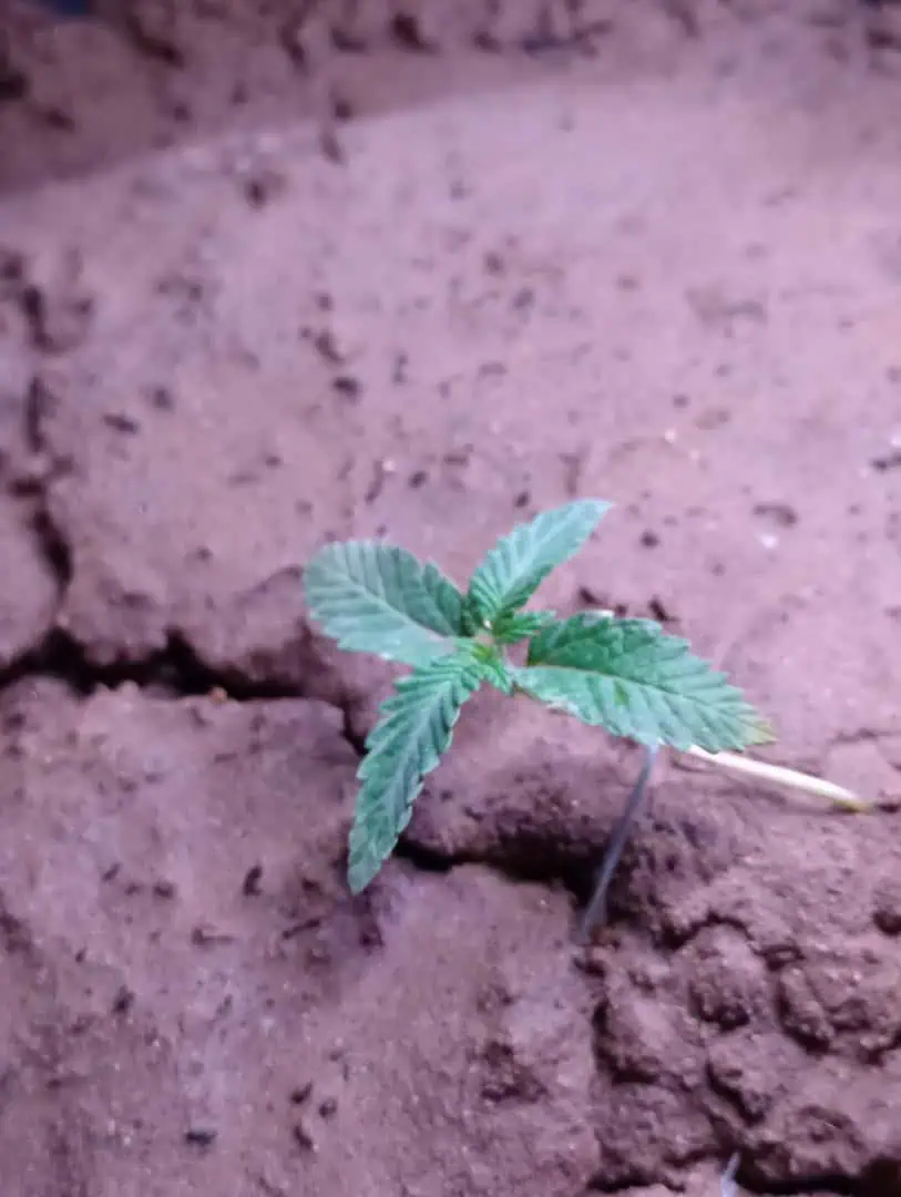 Disco Inferno (Photo) Blue Dream (Auto) Mile High Glue (photo) — seedling_rooting, day 11