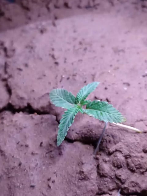 Disco Inferno (Photo) Blue Dream (Auto) Mile High Glue (photo) — seedling_rooting, day 11