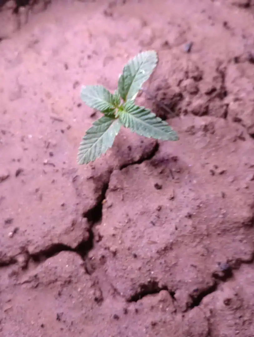 Disco Inferno (Photo) Blue Dream (Auto) Mile High Glue (photo) — seedling_rooting, day 11