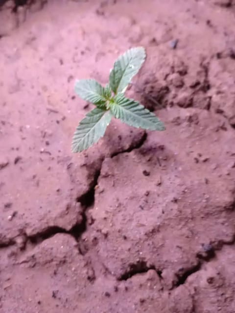 Disco Inferno (Photo) Blue Dream (Auto) Mile High Glue (photo) — seedling_rooting, day 11