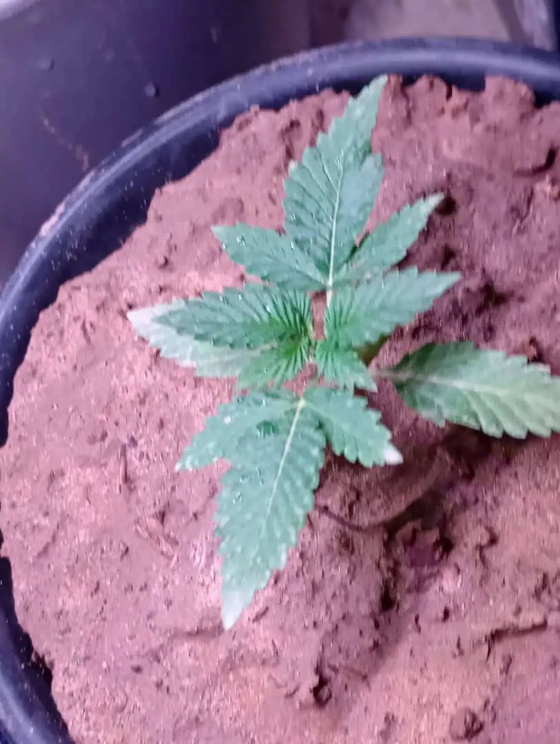 Disco Inferno (Photo) Blue Dream (Auto) Mile High Glue (photo) — seedling_rooting, day 11