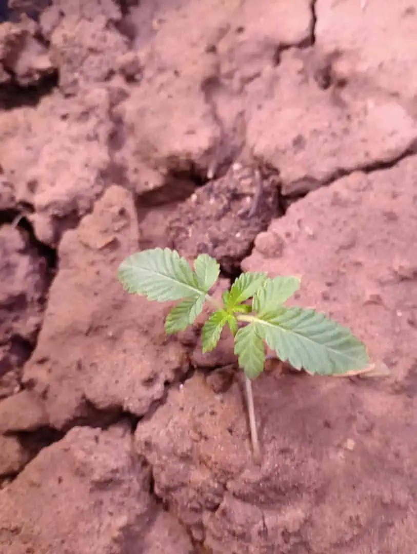 Disco Inferno (Photo) Blue Dream (Auto) Mile High Glue (photo) — vegetative, day 18