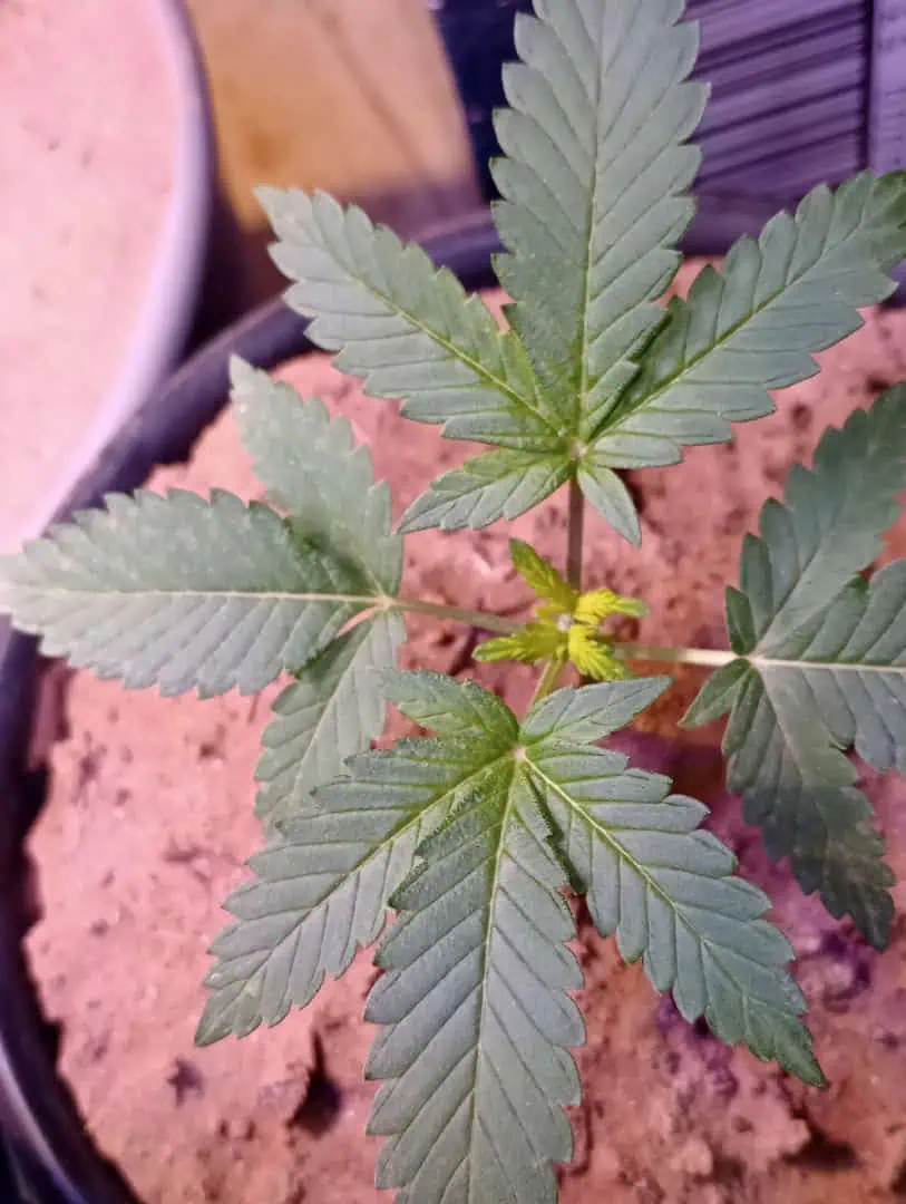 Disco Inferno (Photo) Blue Dream (Auto) Mile High Glue (photo) — vegetative, day 18