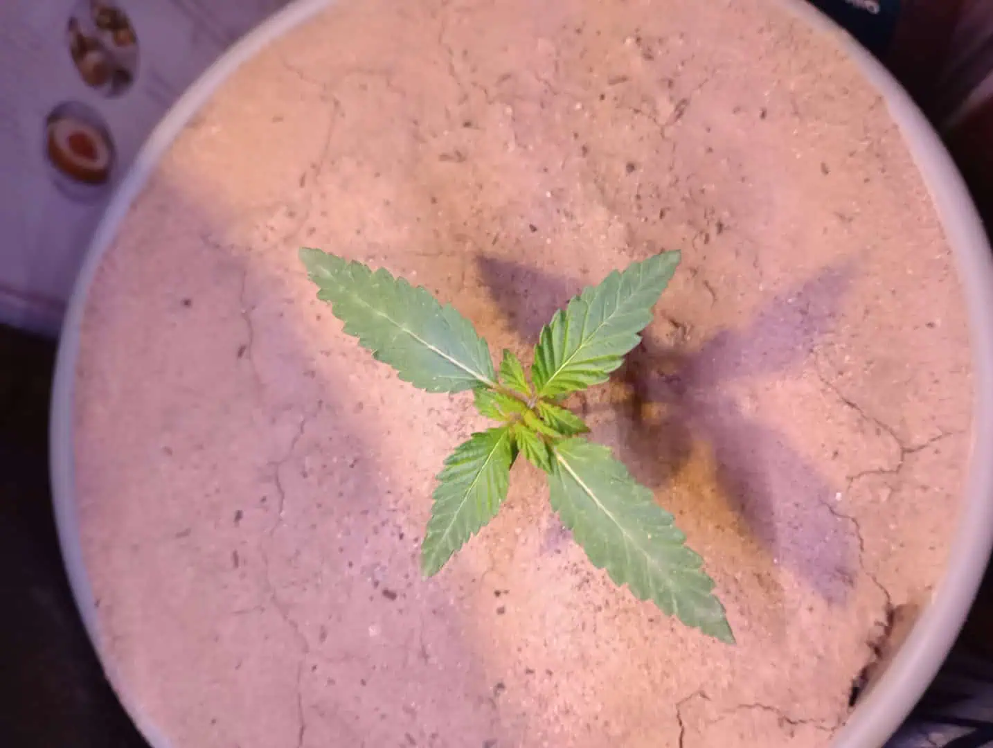 Disco Inferno (Photo) Blue Dream (Auto) Mile High Glue (photo) — vegetative, day 18