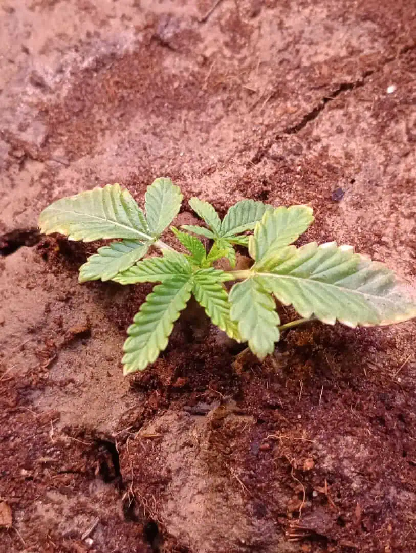 Disco Inferno (Photo) Blue Dream (Auto) Mile High Glue (photo) — vegetative, day 21