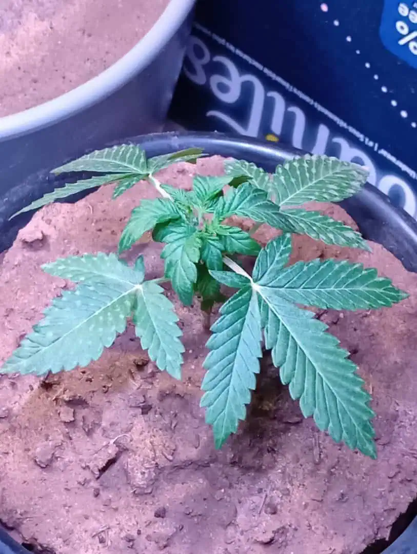 Disco Inferno (Photo) Blue Dream (Auto) Mile High Glue (photo) — vegetative, day 21