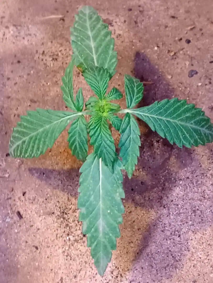 Disco Inferno (Photo) Blue Dream (Auto) Mile High Glue (photo) — vegetative, day 21