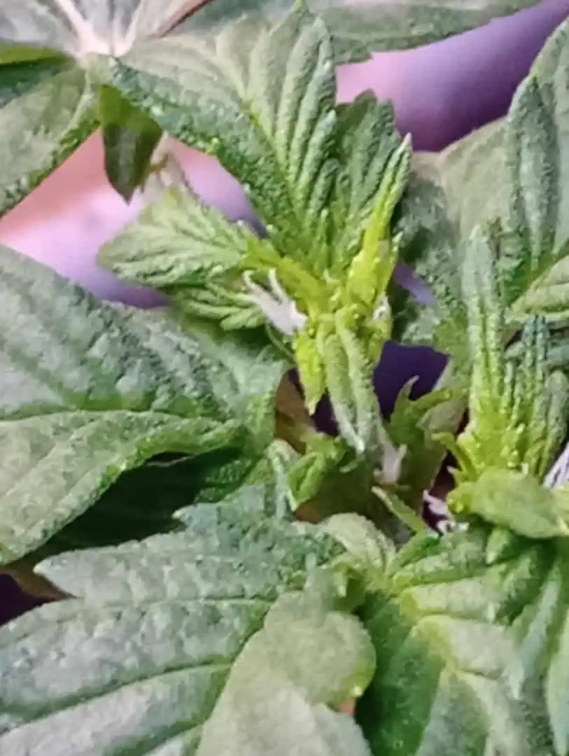 Disco Inferno (Photo) Blue Dream (Auto) Mile High Glue (photo)