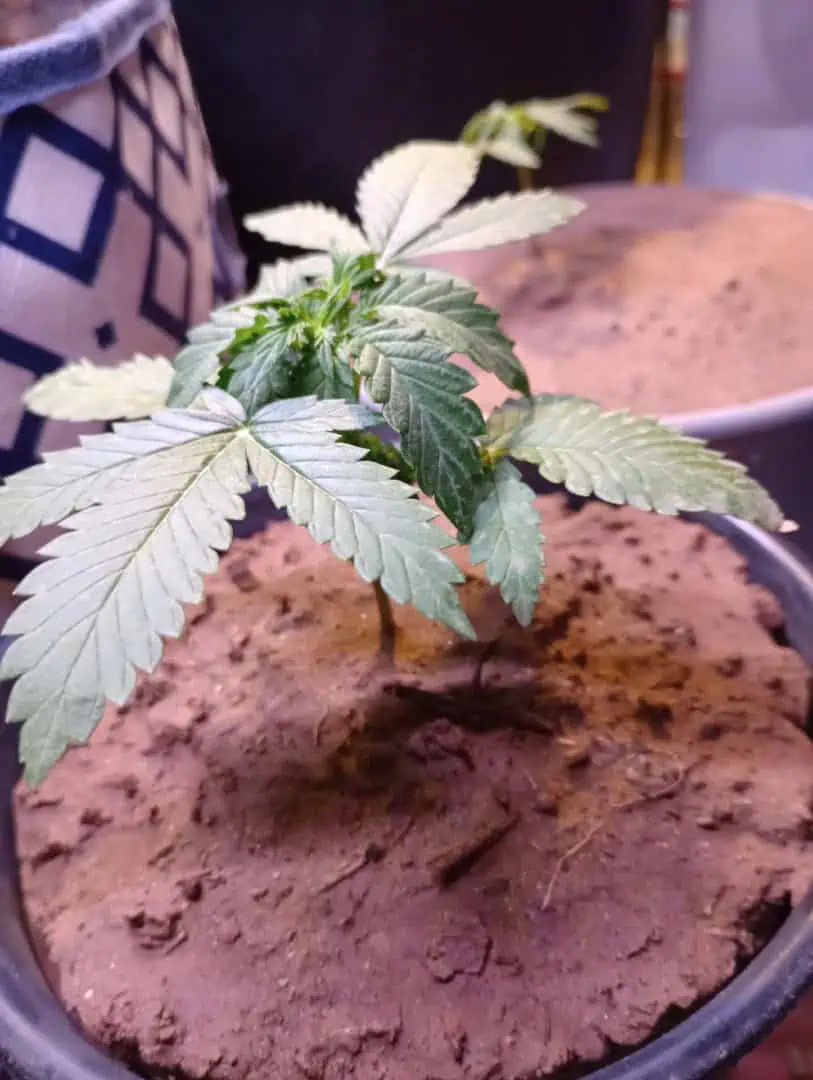 Disco Inferno (Photo) Blue Dream (Auto) Mile High Glue (photo) — vegetative, day 24