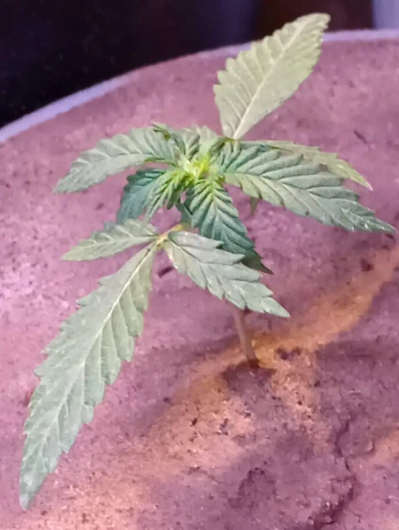 Disco Inferno (Photo) Blue Dream (Auto) Mile High Glue (photo) — vegetative, day 24