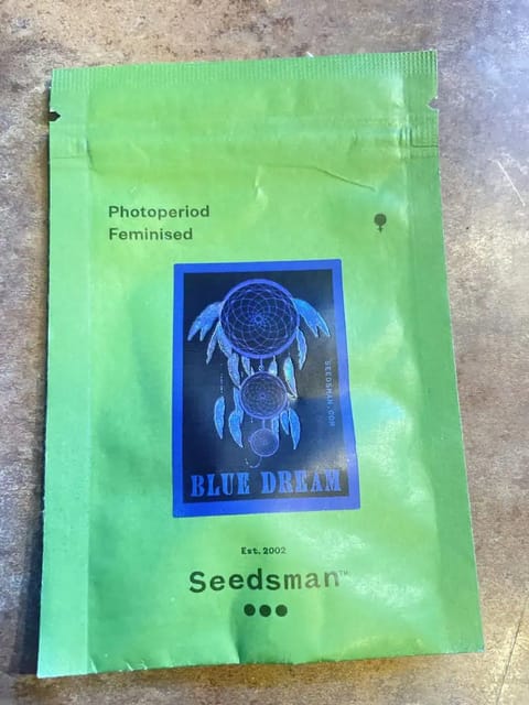 Blue Dream — germination, day 1