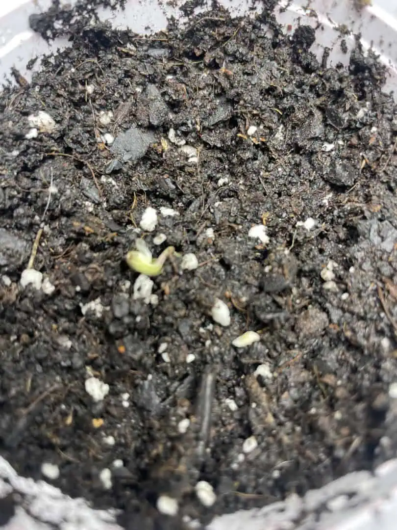 Blue Dream — germination, day 1
