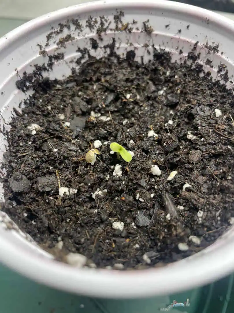 Blue Dream — germination, day 1