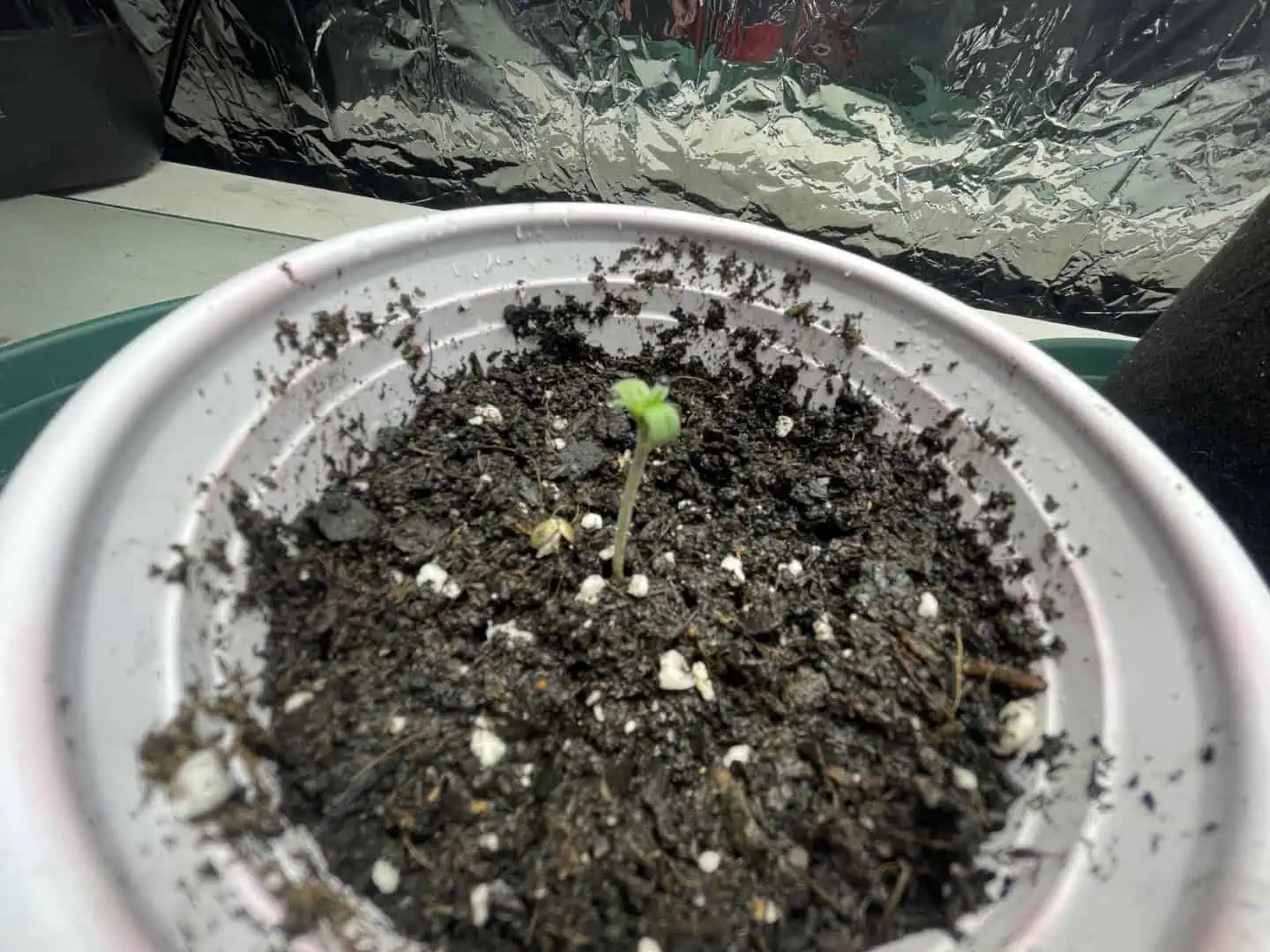 Blue Dream — germination, day 2