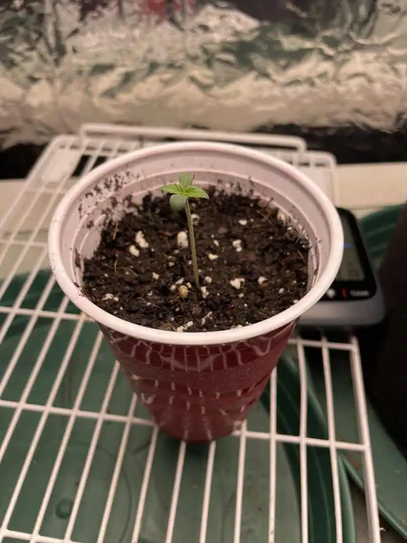 Blue Dream — germination, day 2