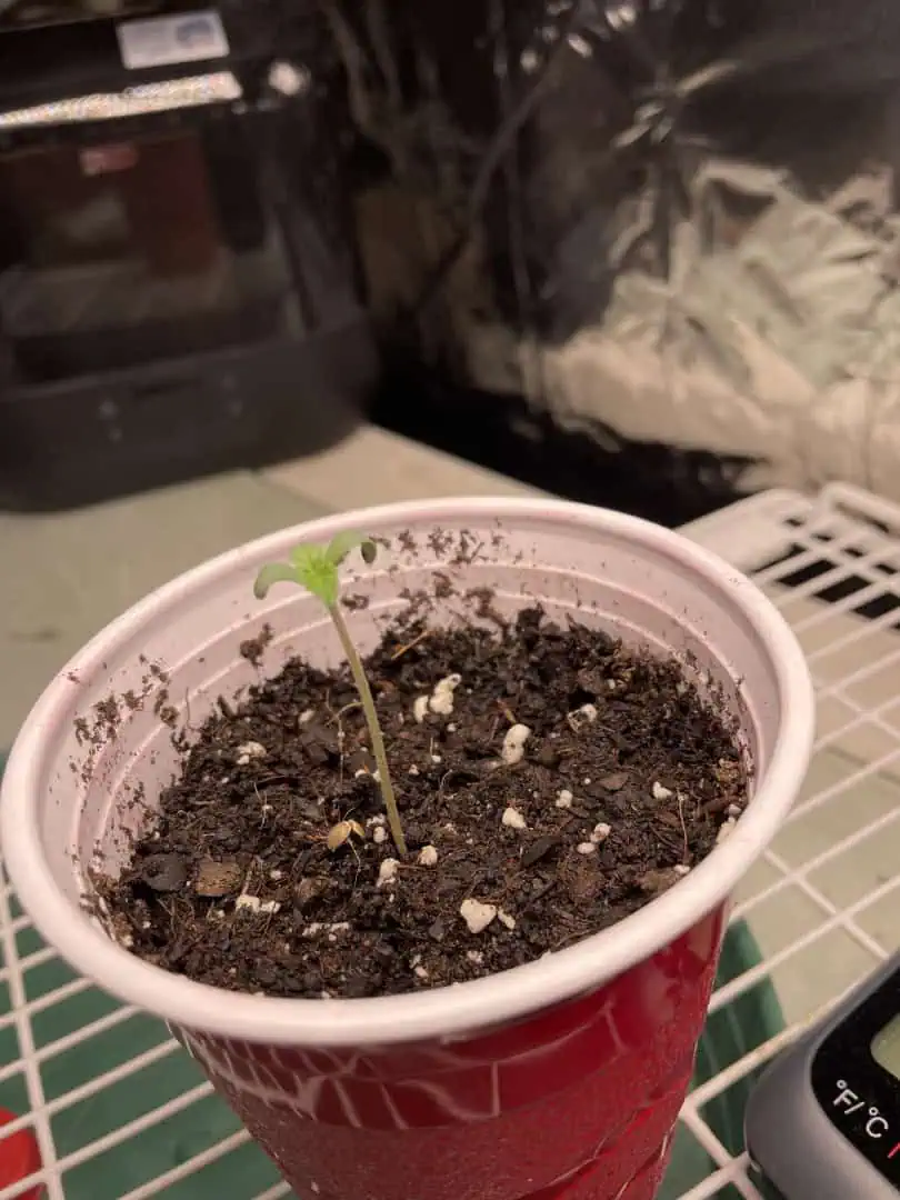 Blue Dream — germination, day 2