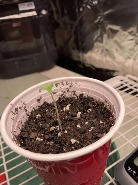 Blue Dream — germination, day 2