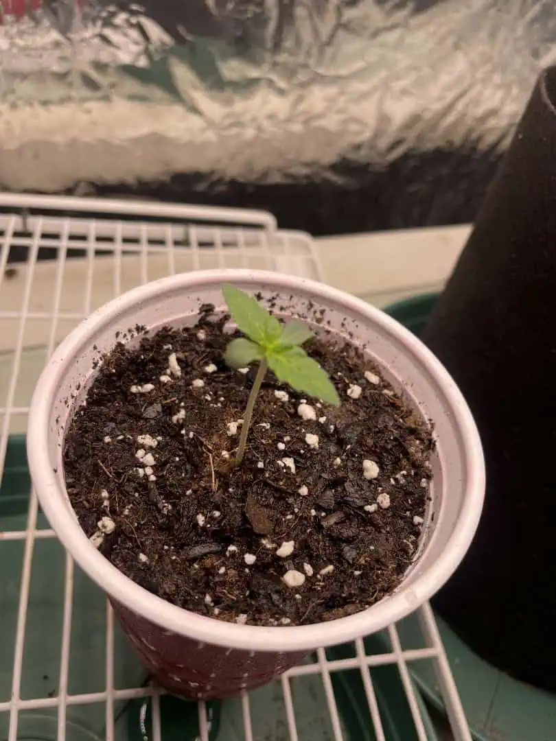 Blue Dream — seedling_rooting, day 4