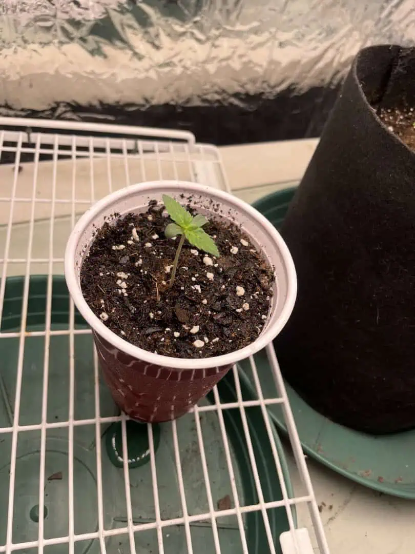 Blue Dream — seedling_rooting, day 4