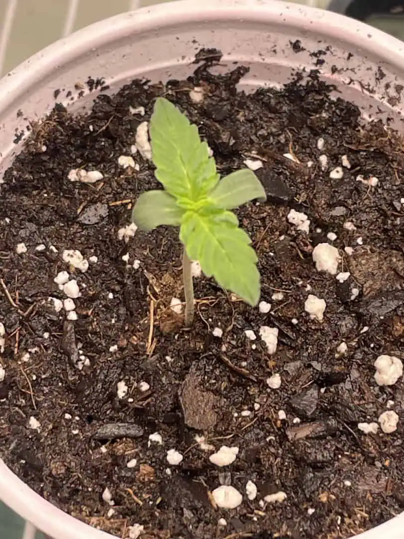 Blue Dream — seedling_rooting, day 4