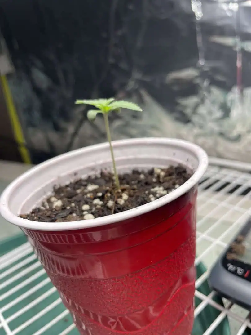 Blue Dream — seedling_rooting, day 5