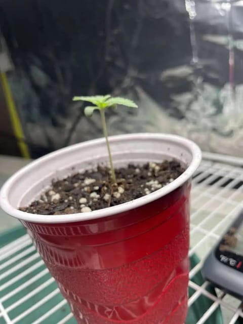 Blue Dream — seedling_rooting, day 5