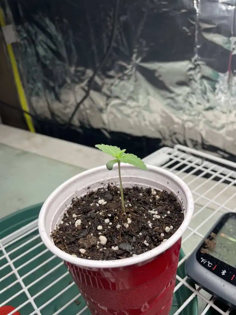 Blue Dream — seedling_rooting, day 5